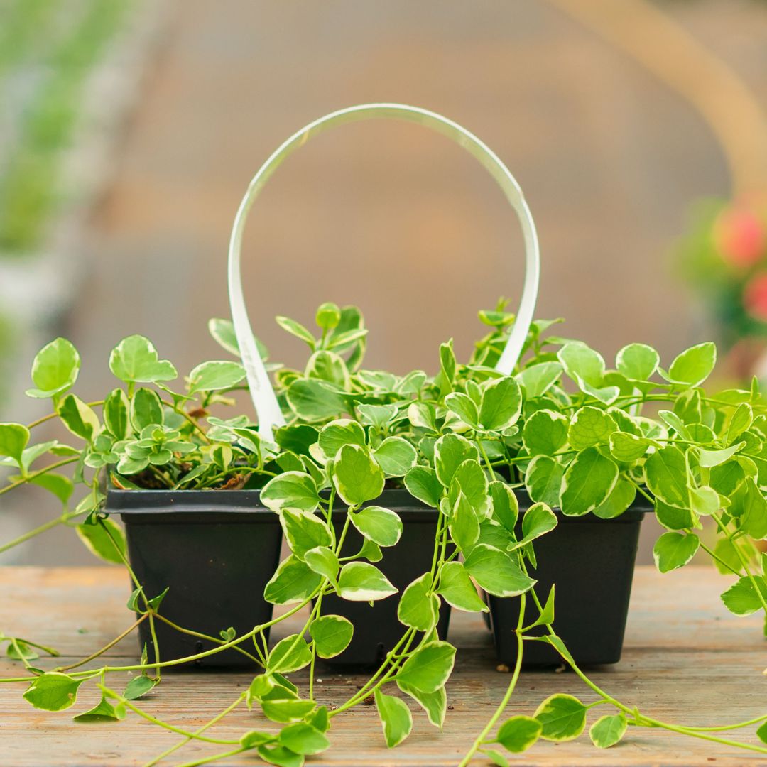 Vinca Vine – Variegated – 306 Pack